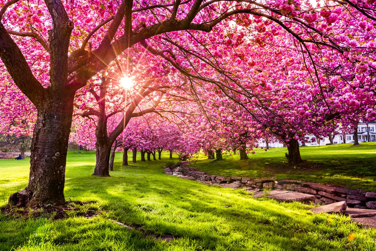 Several cherry blossom trees in full bloom and green grass