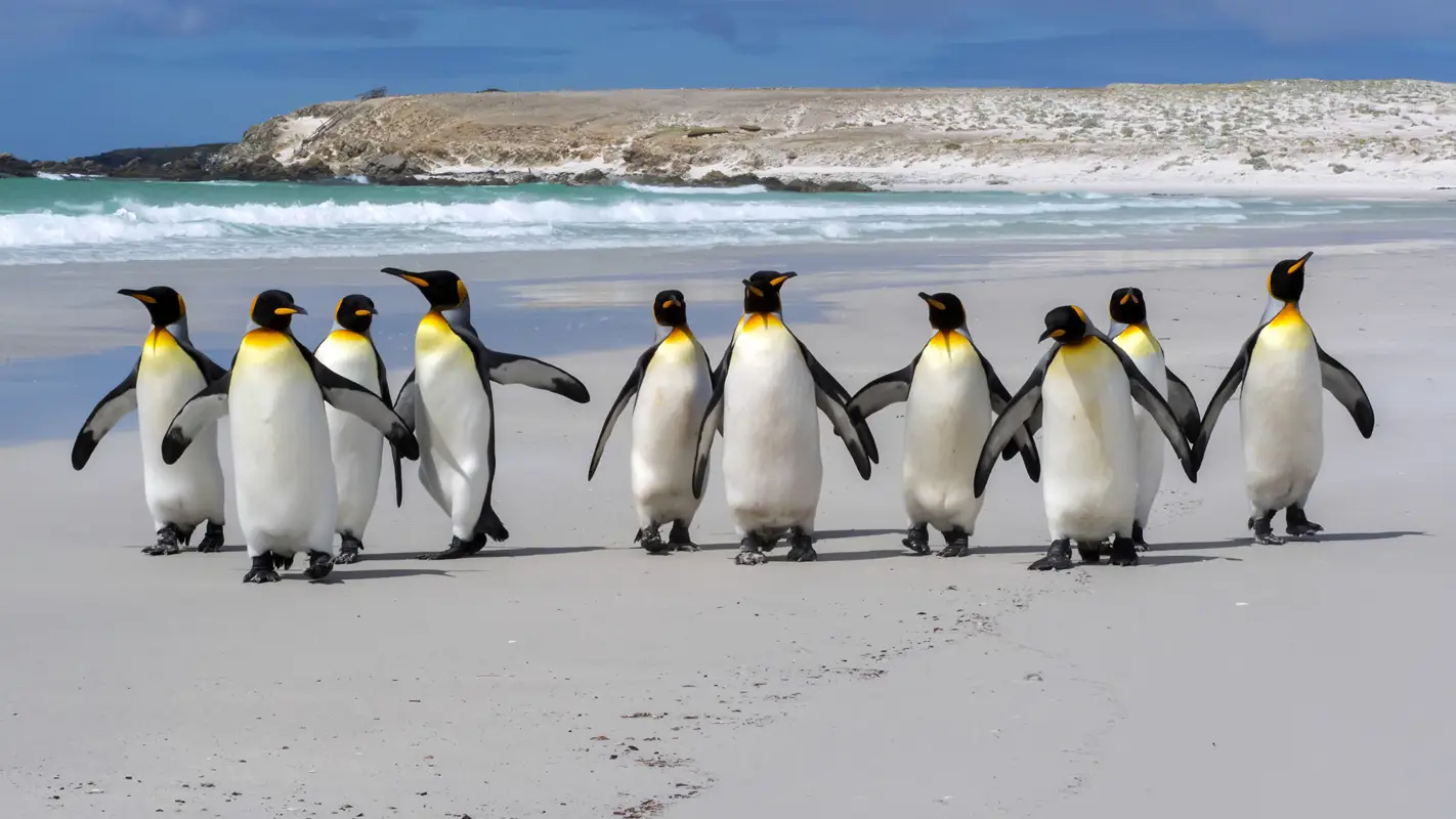 Emperor penguins on a beach